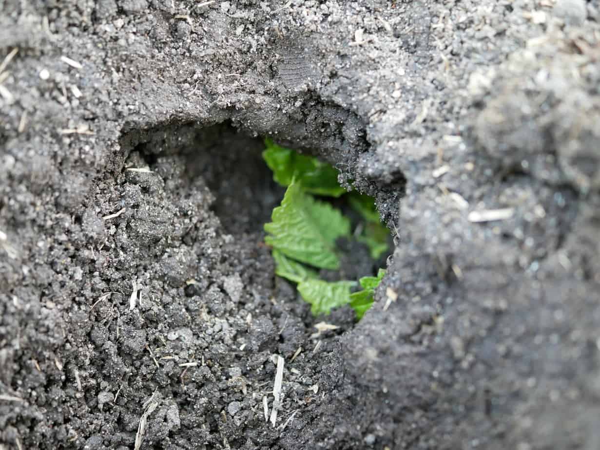 Woelmuis melisse in plantgat