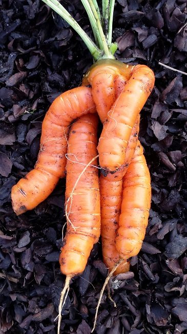 wortel-in-rare-vorm
