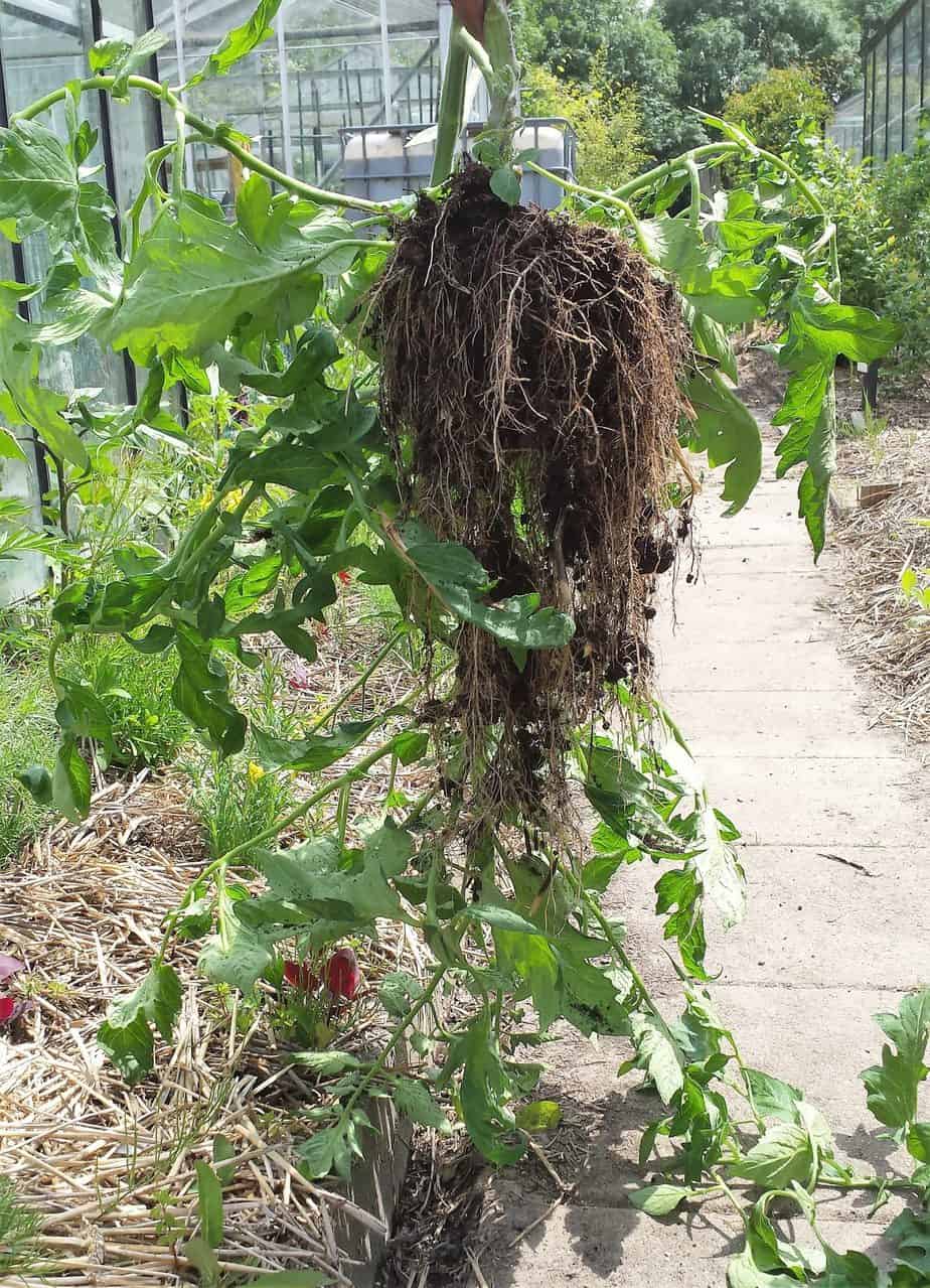 Tomatenplant wortelgestel