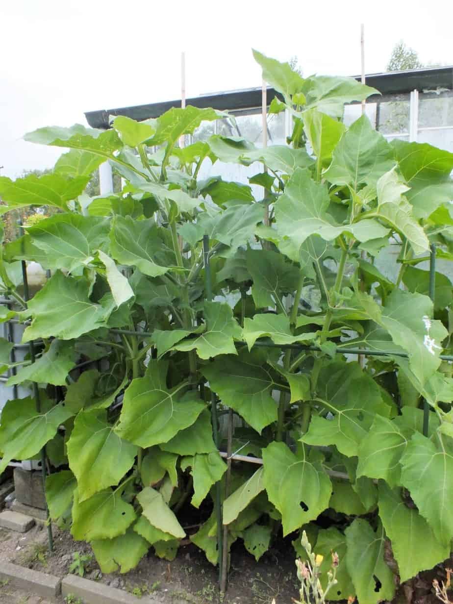 Yacón Diana's mooie moestuin