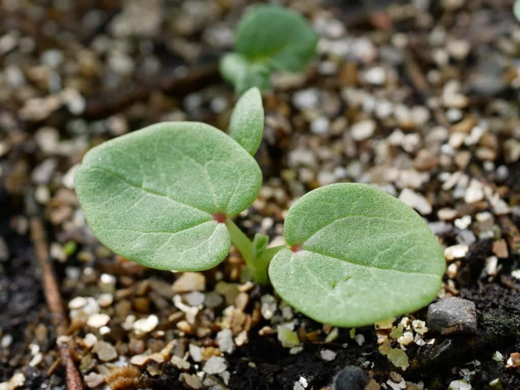 Lavatera trimestris zaailing