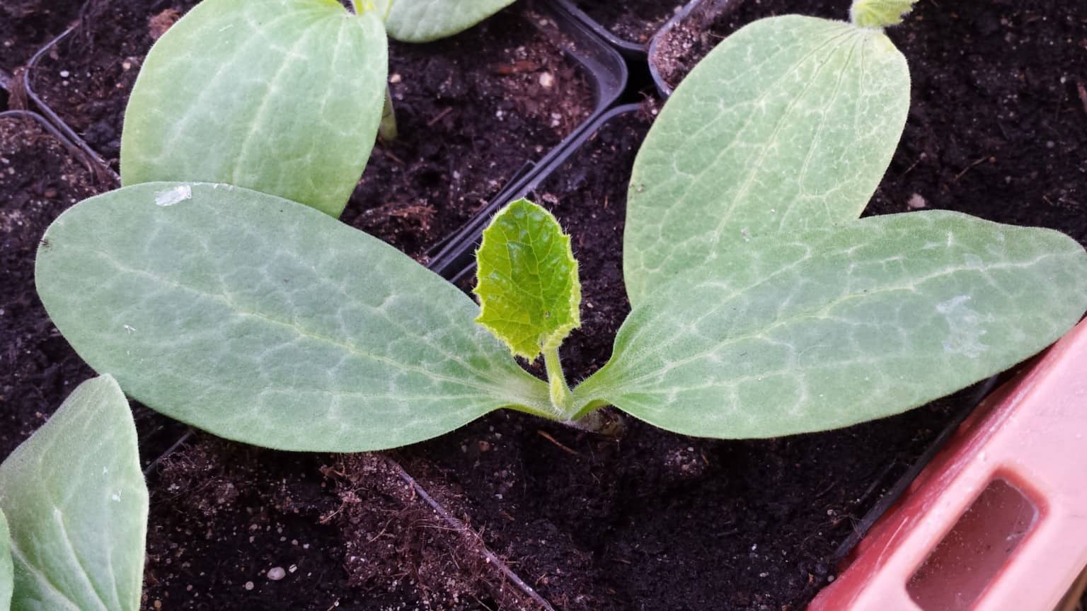 Pompoen Diana s Mooie Moestuin