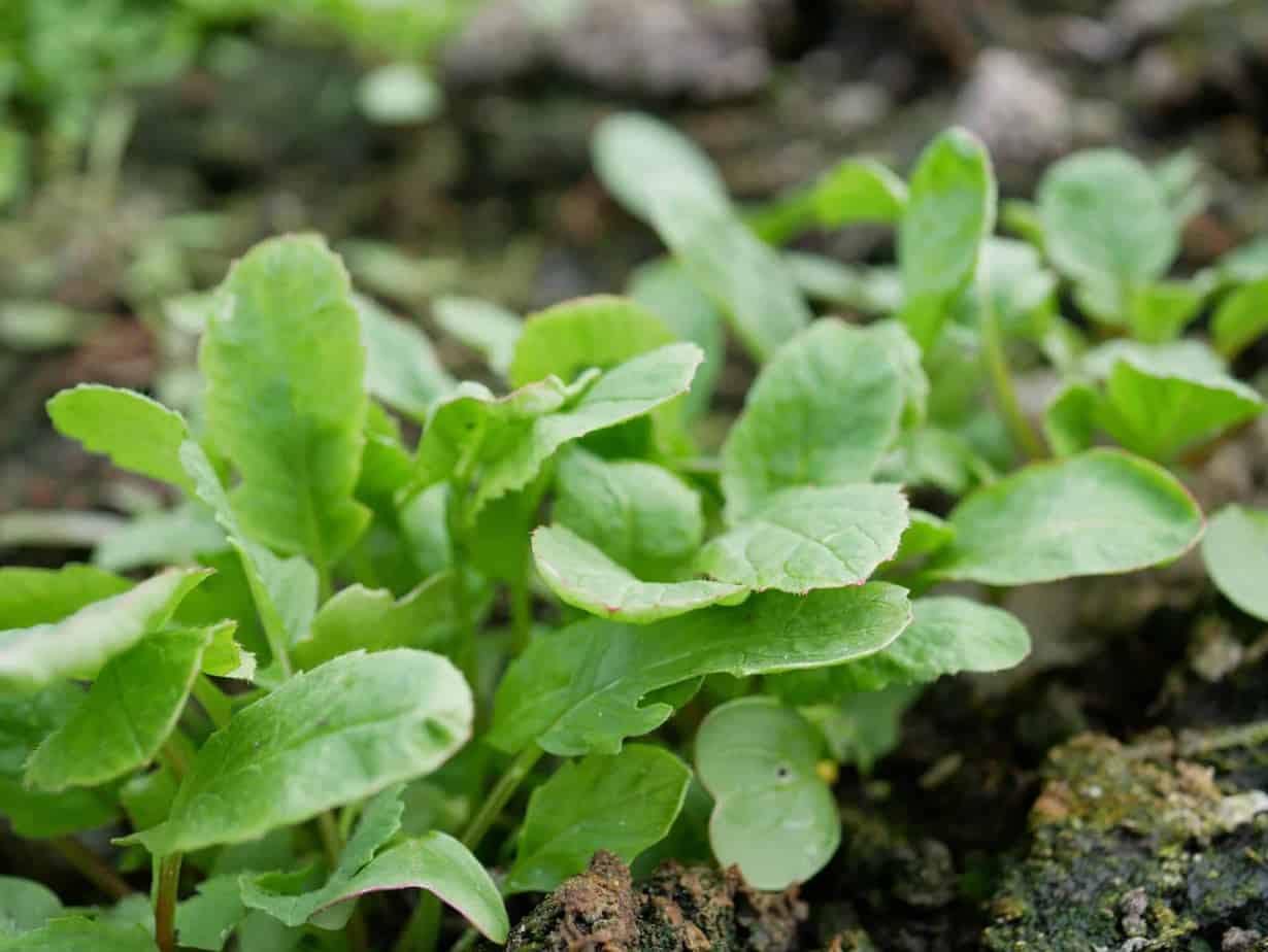 Onbepaald De kerk Conflict Radijs - Diana's mooie moestuin