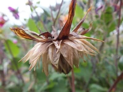 Zo ziet een uitgebloeide Dahlia-bloem eruit wanneer je er zaden uit kunt halen.