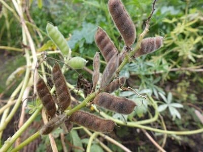 Zaden Lupinus