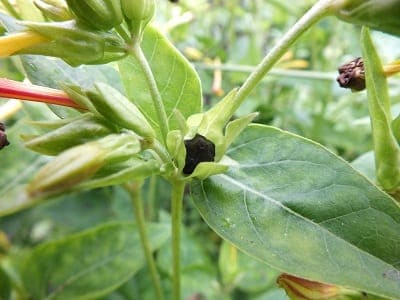 Zaden Mirabilis