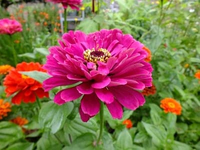 Zinnia Master mix, grote planten met grote enkele of semidubbele bloemen in allerlei vrolijke kleuren