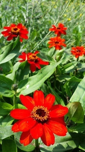 Zinnia Profusion Red meer
