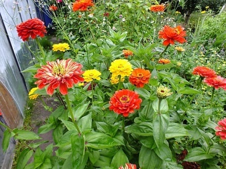 Zinnia, vrolijk, langbloeiend, grote bloemen, blijven zeker een week mooi in een vaas