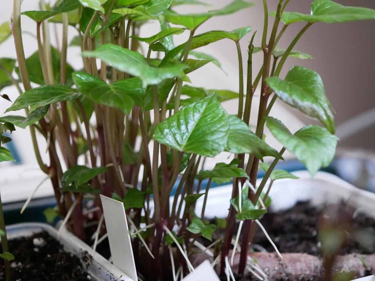 Zoete aardappel Diana