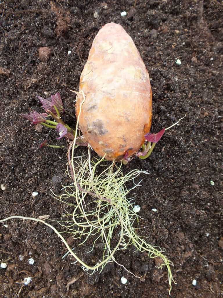 Zoete aardappel Diana