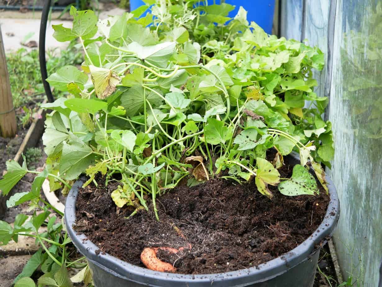 Zoete aardappel Diana