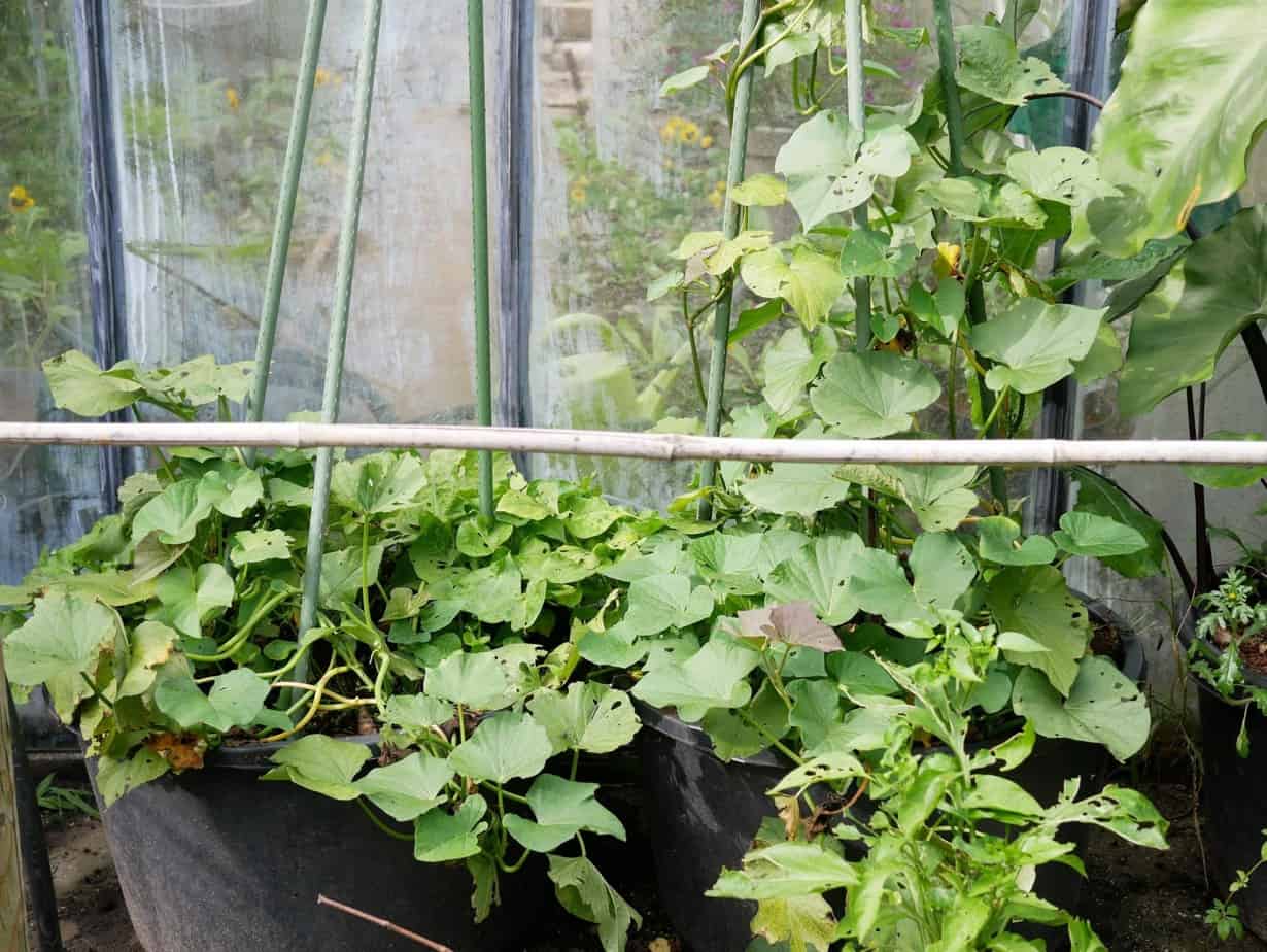 Zoete aardappel Diana