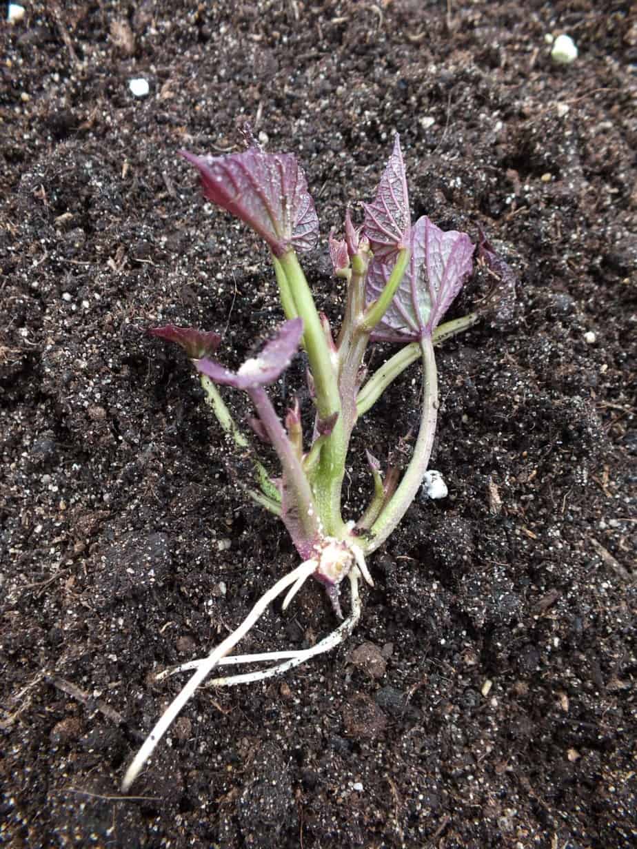 Zoete aardappel Diana