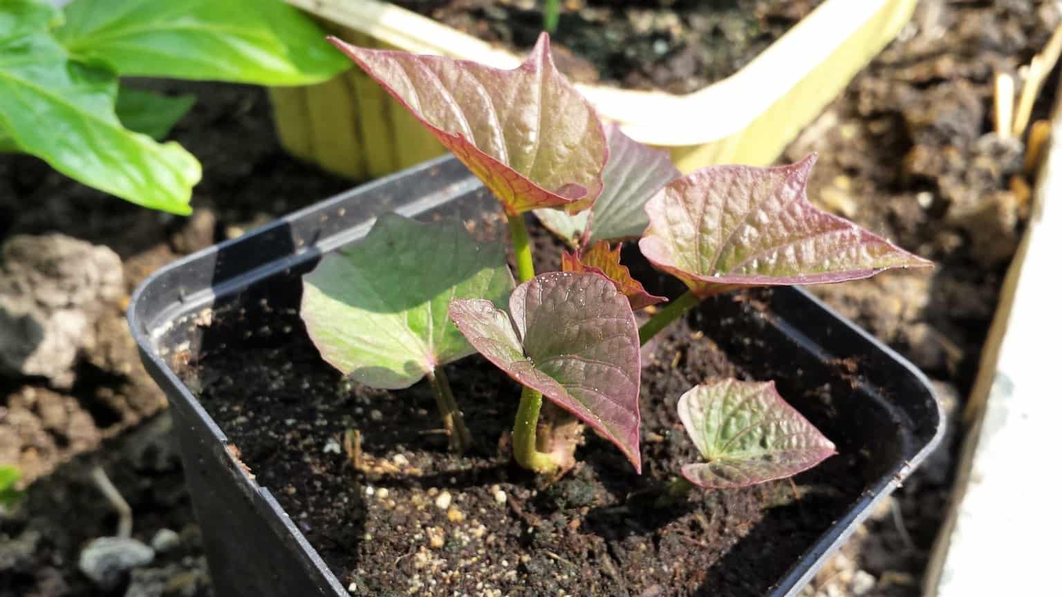 Zoete aardappel Diana