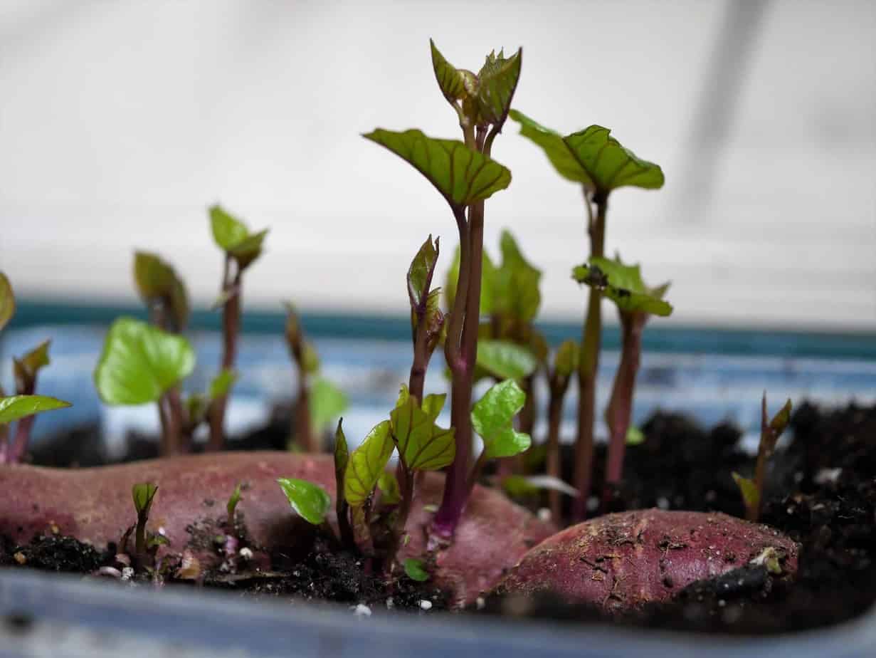 Zoete Aardappel - Diana'S Mooie Moestuin