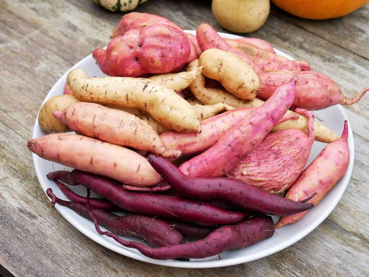 Zoete aardappel Diana's mooie moestuin Zoete aardappel Diana's mooie moestuin