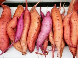 Zoete aardappelen oogst