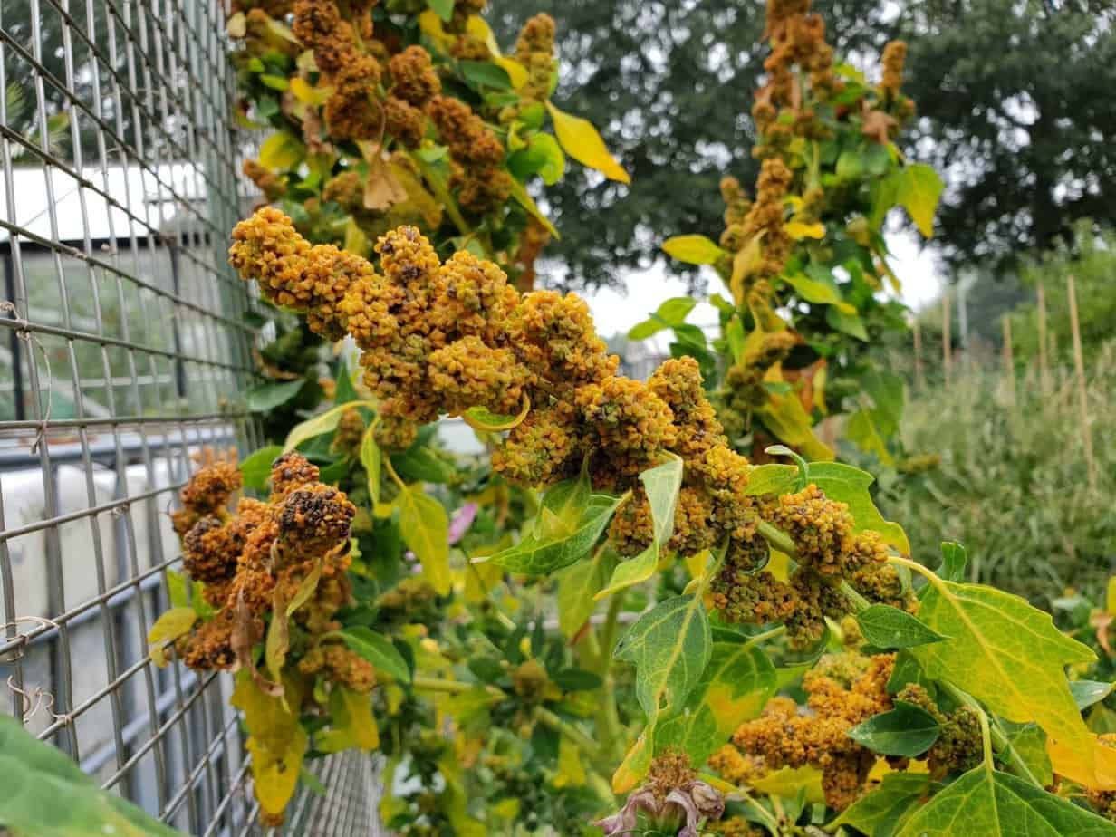 Zwarte quinoa