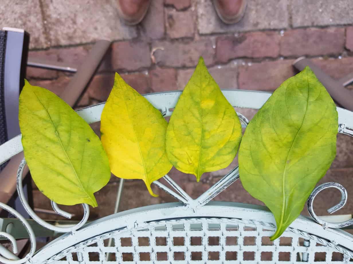 Paprika blad Roos